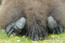 Königspinguin (76 von 84).jpg